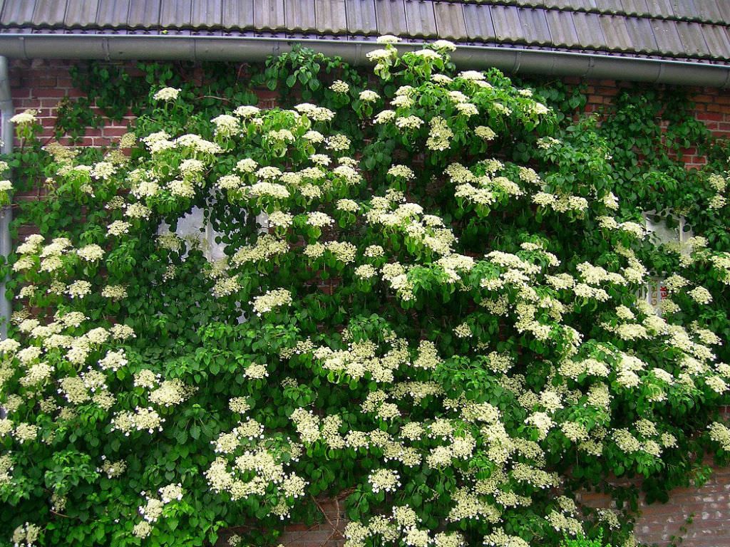 Hydrangea anomala subsp. petiolari